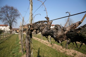I vigneti a San Giovanni di Casarsa