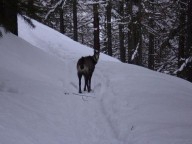 un attento osservatore