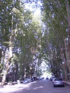 viale alberato
