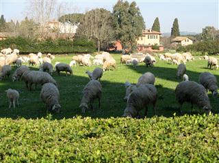 pecore ed agnelli.jpg