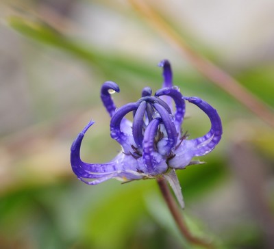 fiori Dolomiti.jpg