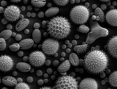 SEM-pollen-800.jpg