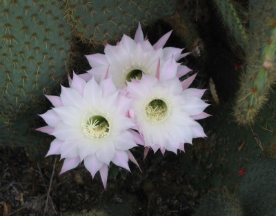 Fiordicactus.jpg