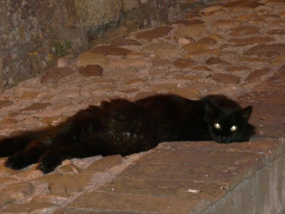 gatto-occhi.jpg