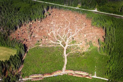 La quercia gigante.jpg