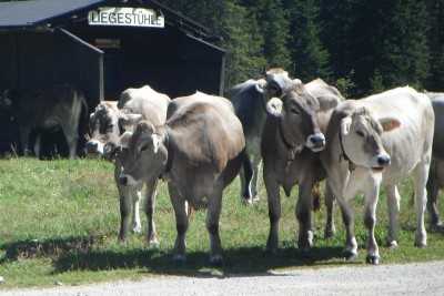 mucche.jpg