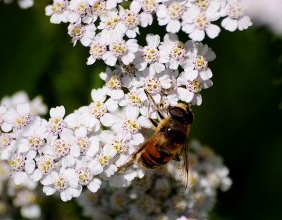 Fiore spontaneo con ape.jpg