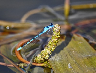 Llibellula al Lago Antorno.jpg