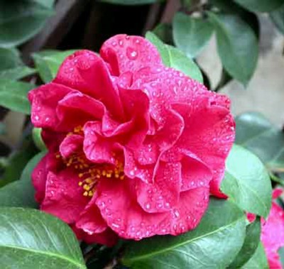 camelia20b.jpg