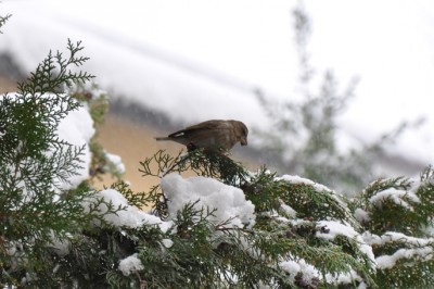 sotto la neve.jpg