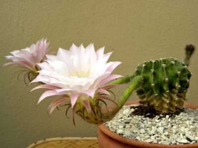 Fiori_cactus_r.jpg