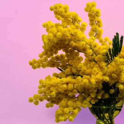 Mimose-IMG_7199-rid.jpg