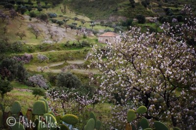 E' primavera copia copia.jpg