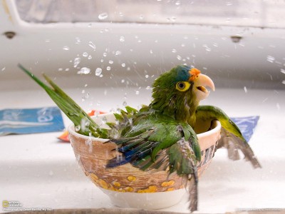 17802_Bathing Parrot r.jpg