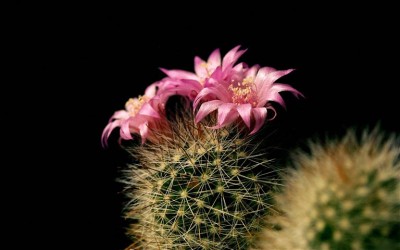 Cactus_Flowers (Small).jpg
