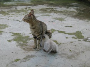 fontana naturale e genuina