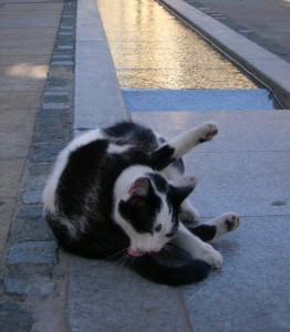 acqua e gatto in piazza a Lazzate
