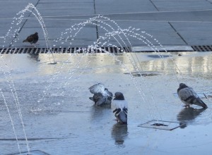 doccia fra le goccie di una fontana di P.zza Castello