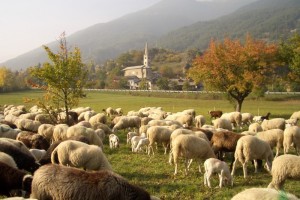 La chiesa ed il suo gregge