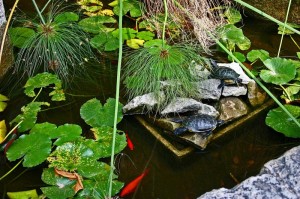Tartarughe e pesci rossi a Villa Hambury