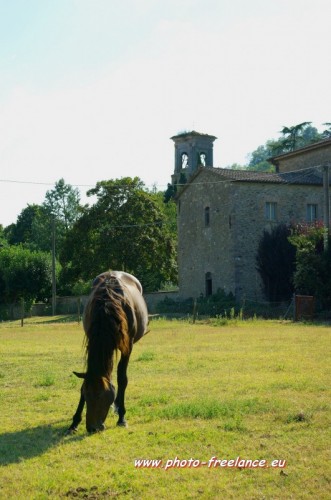Mercato Saraceno - la chiesa e il cavallo