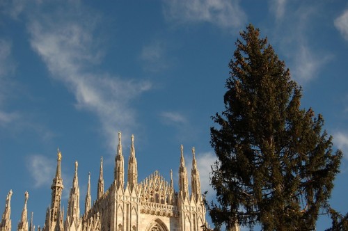 Milano - il Duomo e l'albero