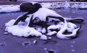 Un Polpo sotto la neve