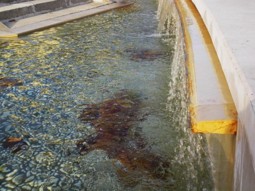 Eraclea - Cavallino in acqua Eraclea - Cavallino in acqua