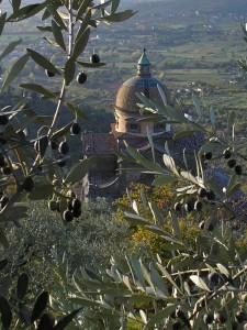 Il Frutto dell’olivo