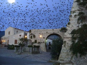 Passaggio insolito di uno stormo su. San G. Battista