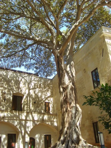 Lecce - Albero del convento