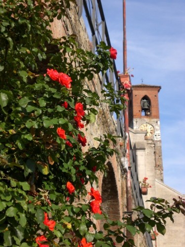 Murazzano - Scorcio di campanile con rose