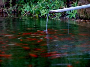 Fontanella Mascaro, Tiriolo