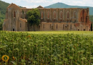 Campo di girasoli con Abbazia