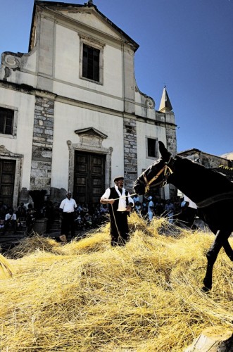 Fiumedinisi - Spiga di grano