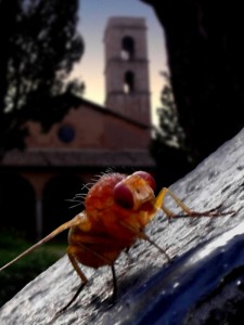 Mosca albina a San Famiano