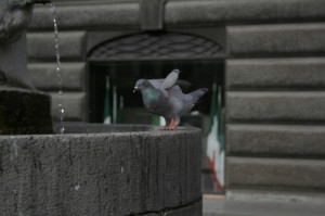 la fontana dei piccioni