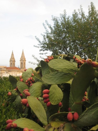 Alberobello - SANTI MEDICI E FICHI D'INDIA AL VERSO GIUSTO Alberobello - SANTI MEDICI E FICHI D'INDIA AL VERSO GIUSTO