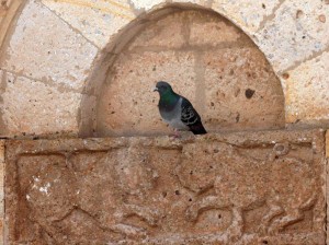 dettagli 5 - il piccione e i leoni