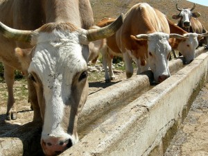campo Braca - mucche all’abbeveratoio