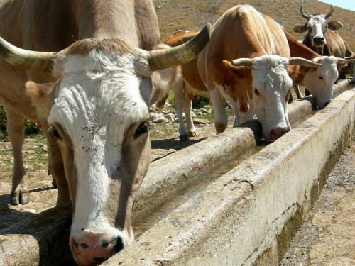 San Gregorio Matese - campo Braca - mucche all'abbeveratoio