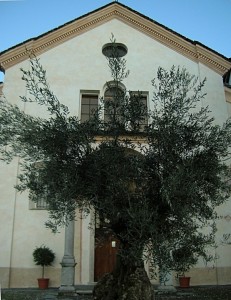 Ulivo al Monte Mesma