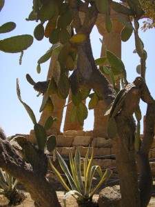 Scorcio del Tempio di Giunone Lacinia tra piante grasse