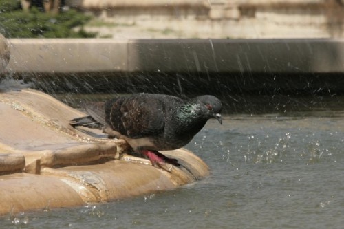 Lecce - Bagno in fontana