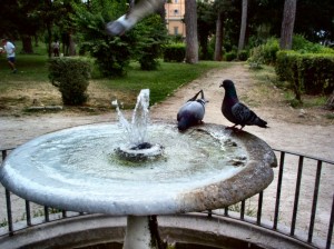 Due piccioni con una…Fontana…!!! :-)))
