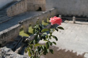 Fontana di Laterza con rosa in primo piano
