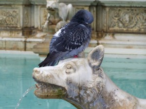 Un piccione alla Fonte Gaia