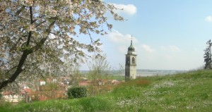 fiori bianchi…fior di ciliegio