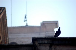 Ferrara, campanile della cattedrale: dettaglio con piccione