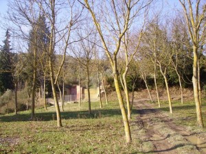 La fontana della Fata Morgana